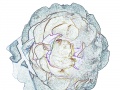 Michaela Medley - michaelasart.eu: Modrá růže